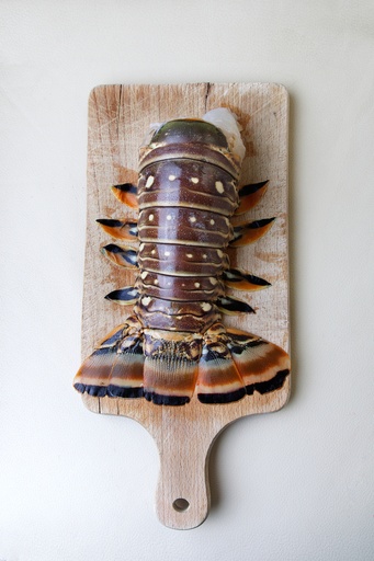 [105]  Caribbean spiny lobster tail (8 portions)