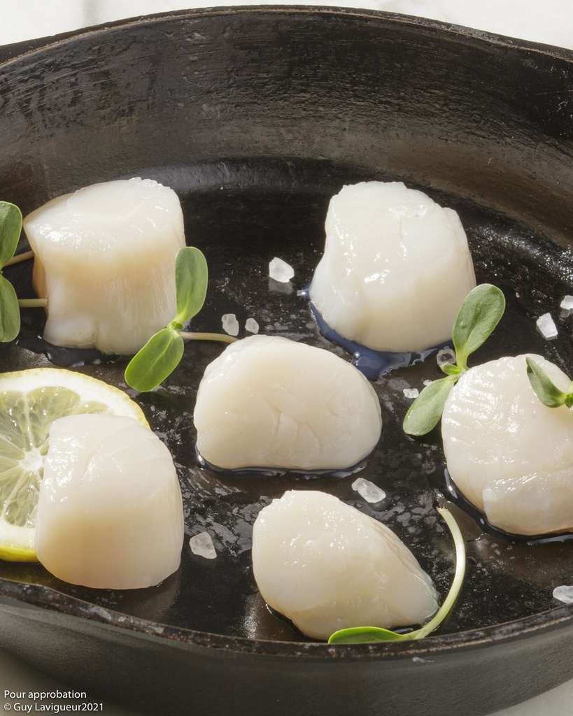 Scallop 10/20 (Îles-de-la-Madeleine)