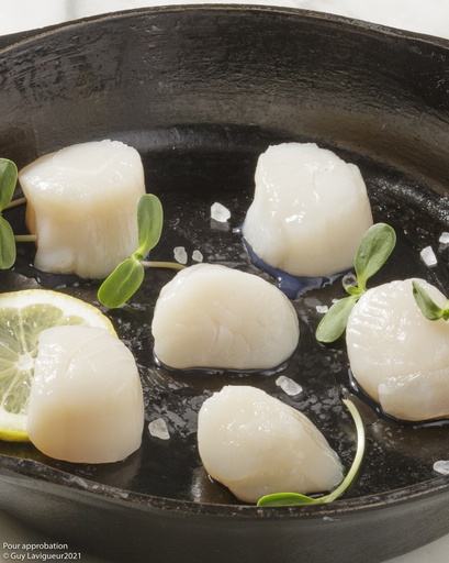 Scallop 10/20 (Îles-de-la-Madeleine)
